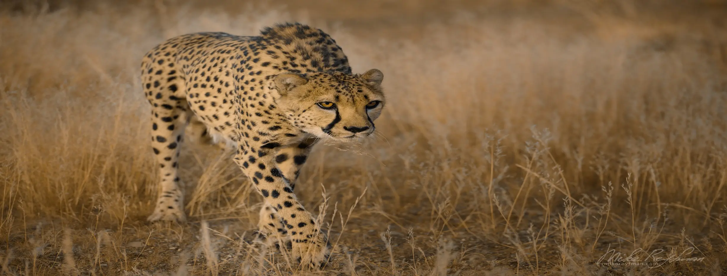 Image for Diverse Wildlife